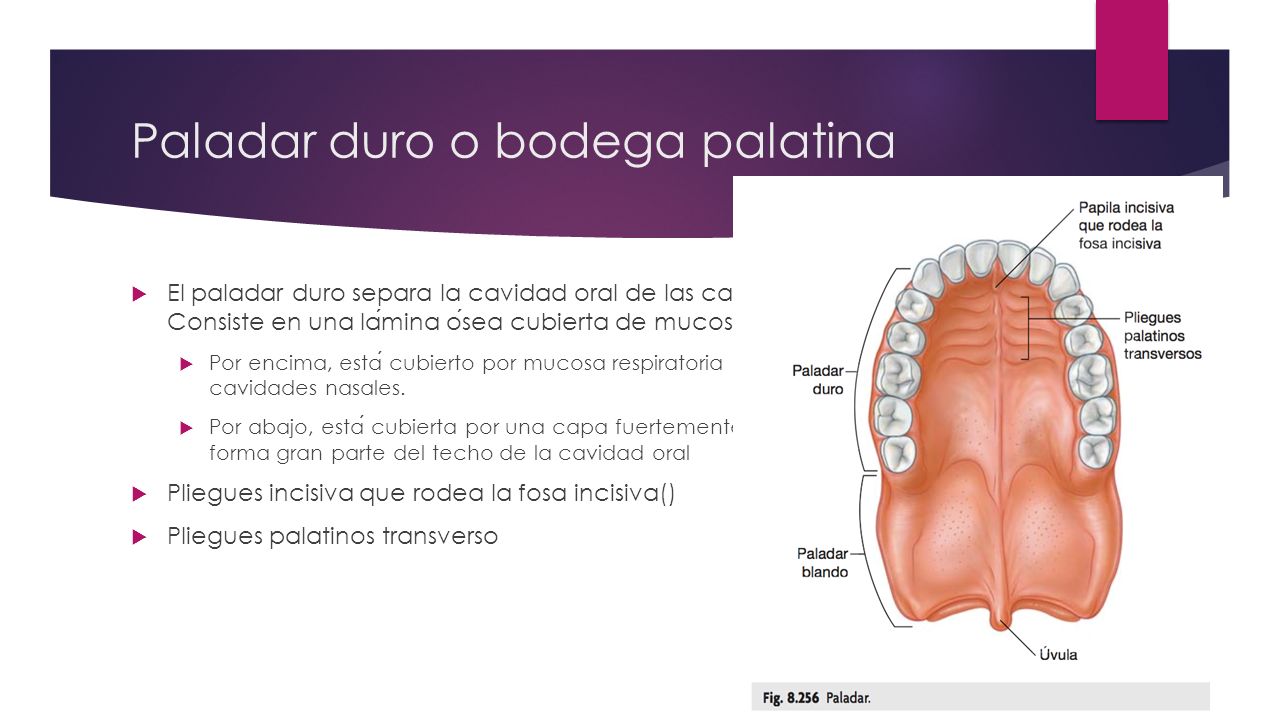 PALADAR DURO EPUB DOWNLOAD PALADAR DURO EPUB DOWNLOAD